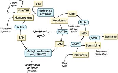 The potential and challenges of targeting MTAP-negative cancers beyond synthetic lethality